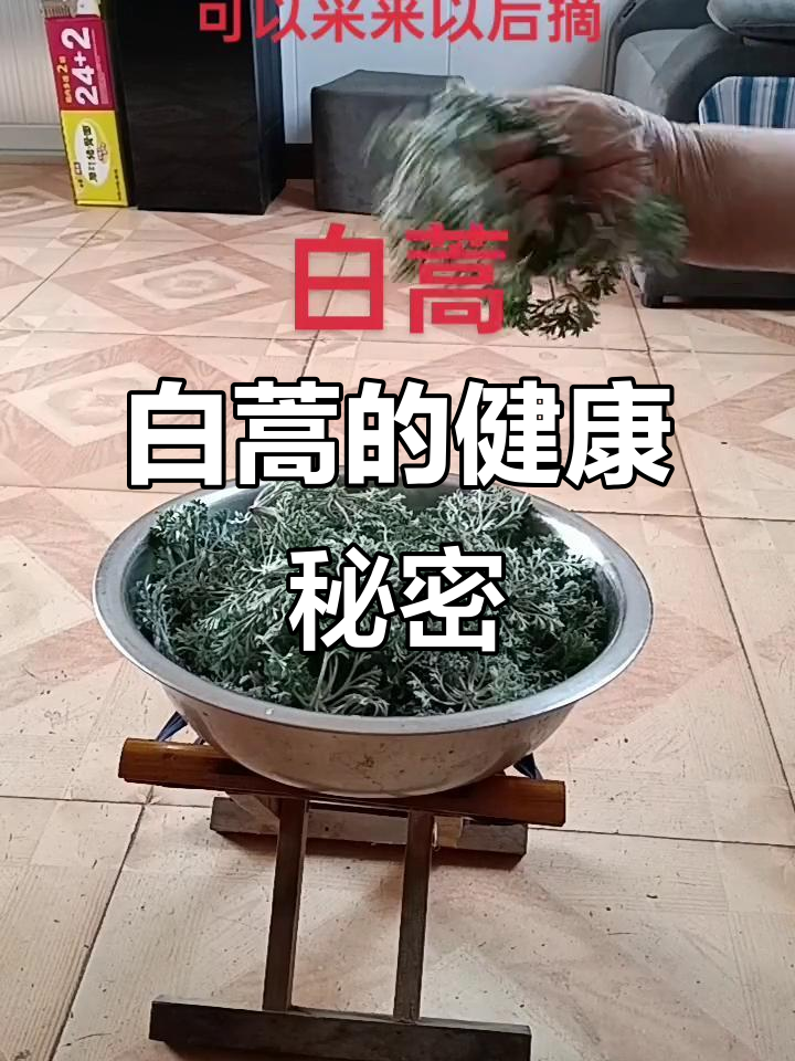 白蒿功效多,趁早挖点存起来,慢慢享用,健康加分!