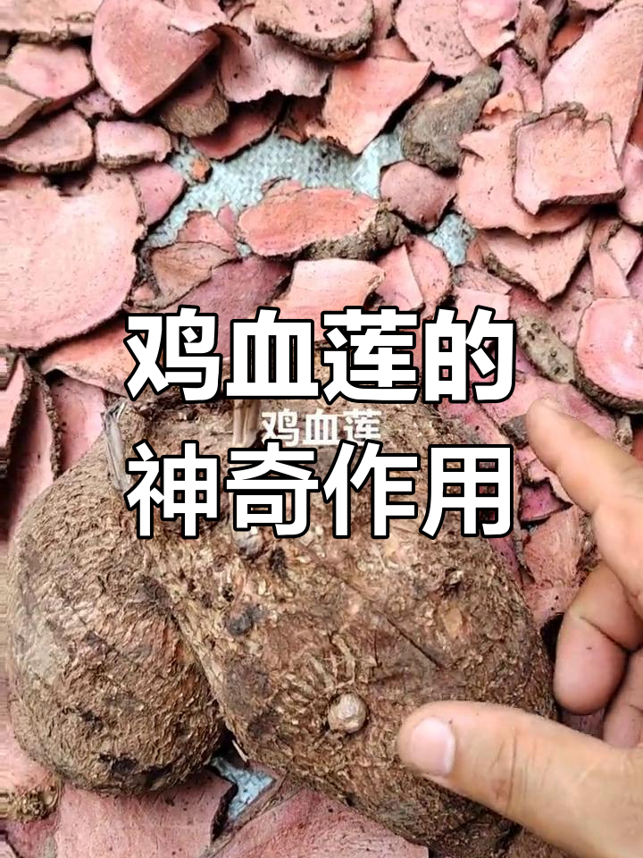鸡血莲:藤本植物中的能量宝藏,姨妈期也能喝