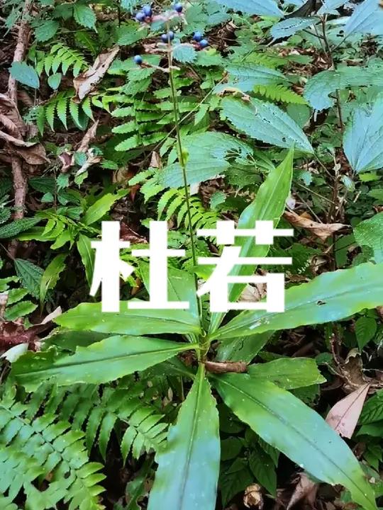 一起识百草,它的名字带着满满的文化底蕴,是从《楚辞》里走来的清新芳草“山中人兮芳杜若,饮石