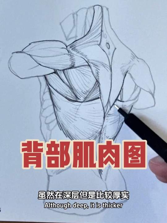 背部难画？从肌肉结构理解体块组织逻辑