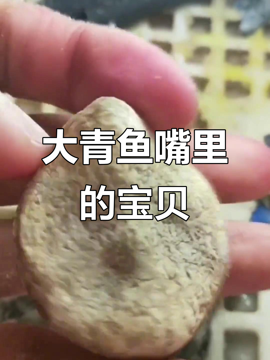 青鱼石:活玉般的秘密,竟藏在大青鱼的嘴里