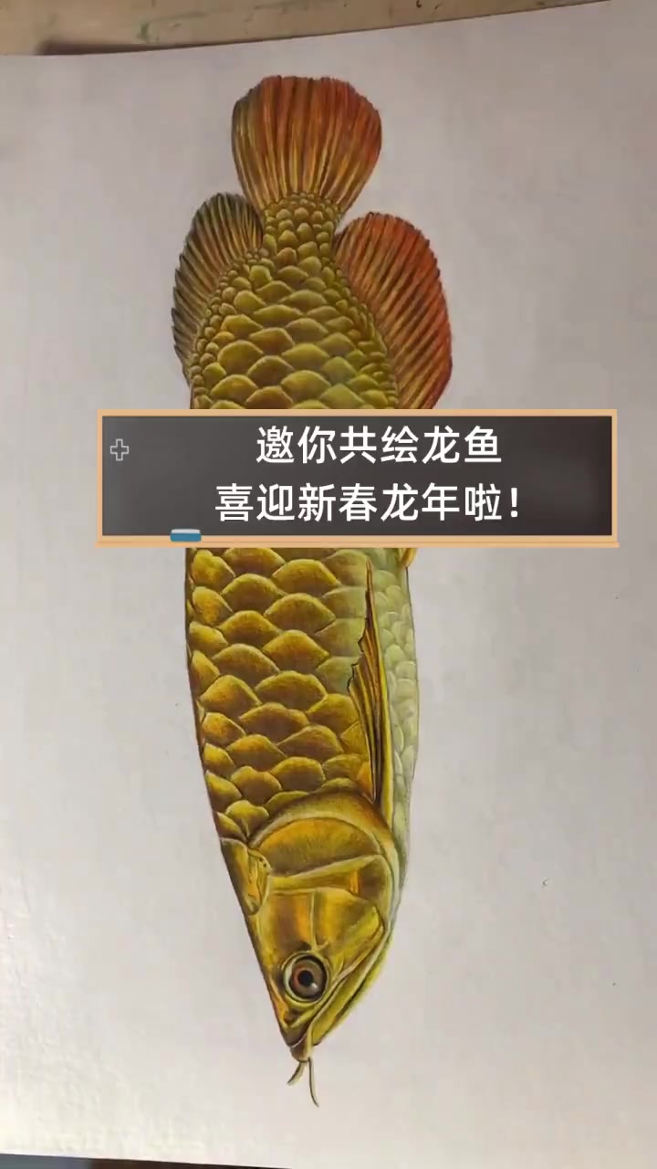 邀你共绘龙鱼,喜迎新春龙年啦!