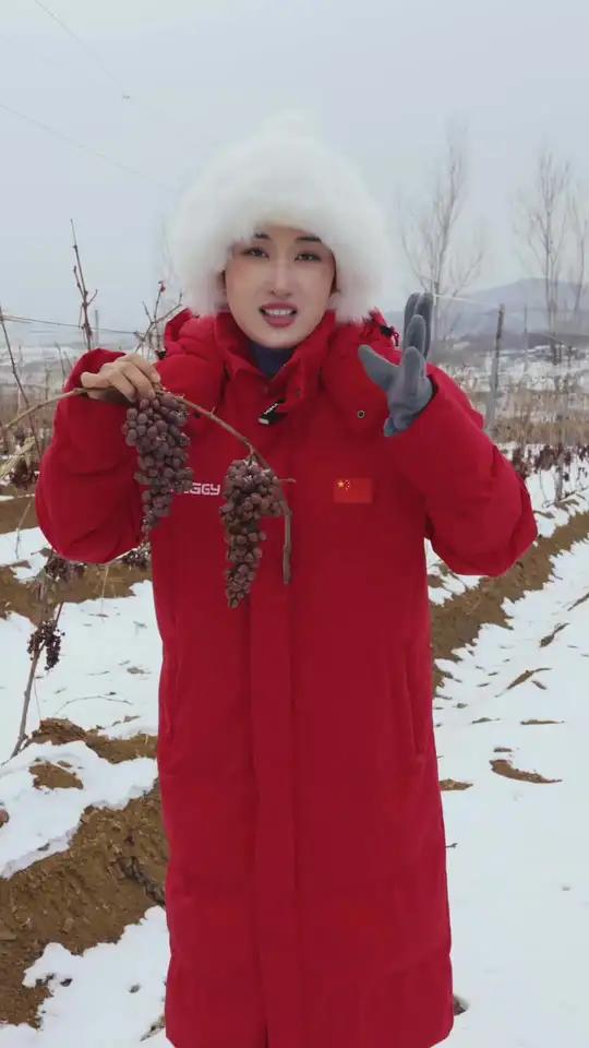 冬天东北零下24度正是冰葡萄酒原料采摘的最佳温度 小辉带你走进全球最大的冰葡萄酒产地辽宁本