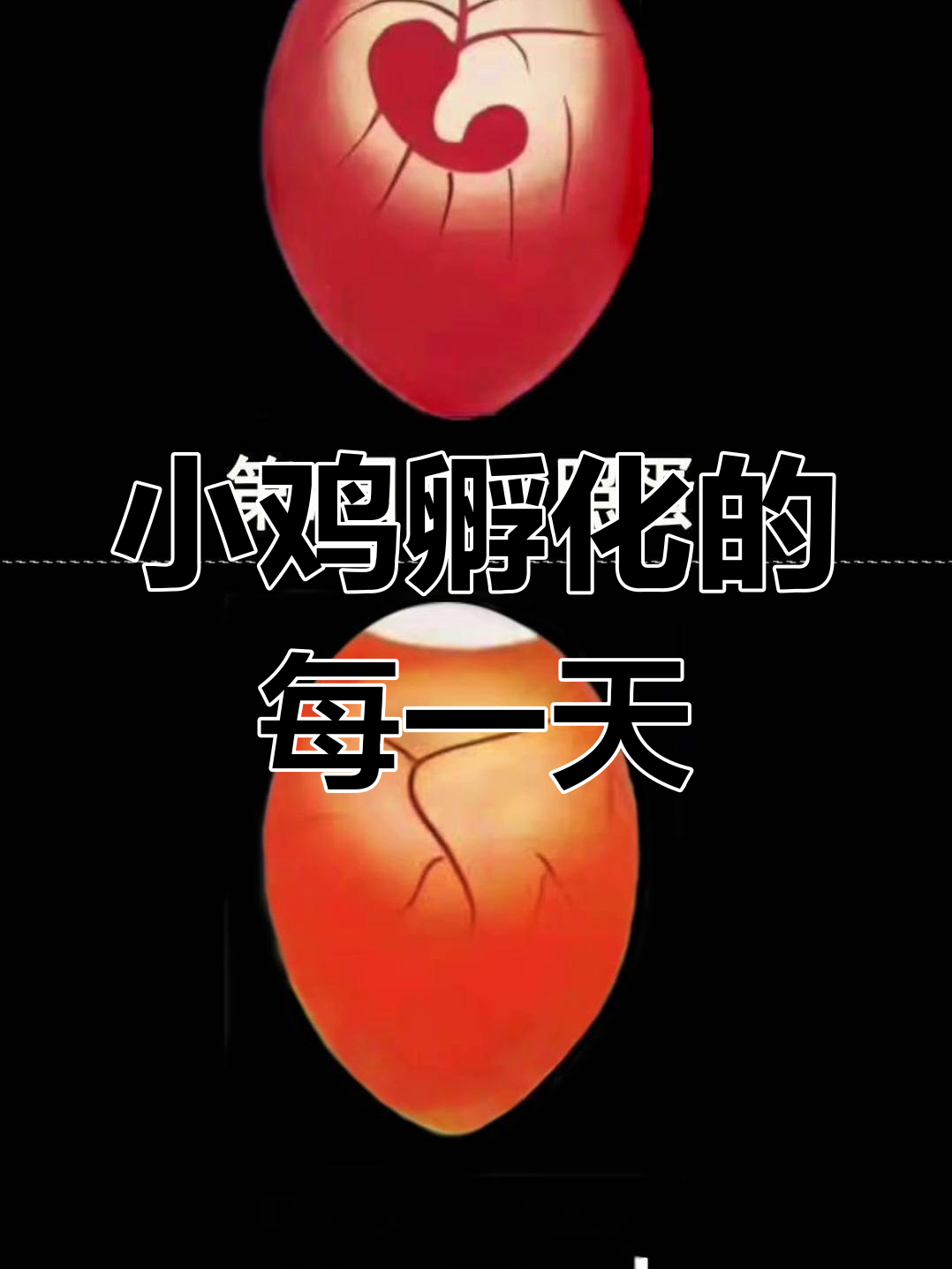 人工孵化小鸡21天,每天都有新变化