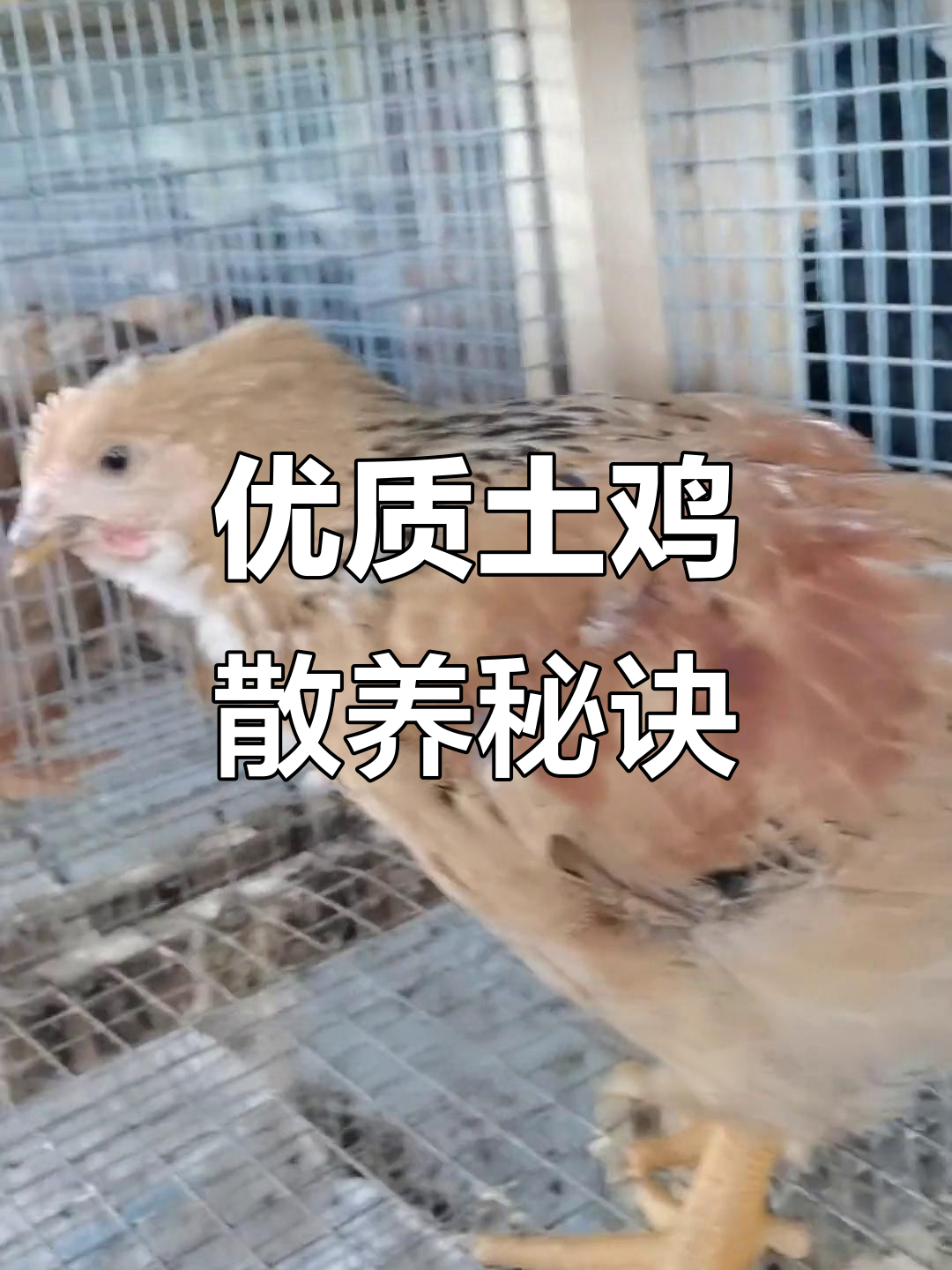 农村散养土鸡,优质鸡苗助力健康养殖