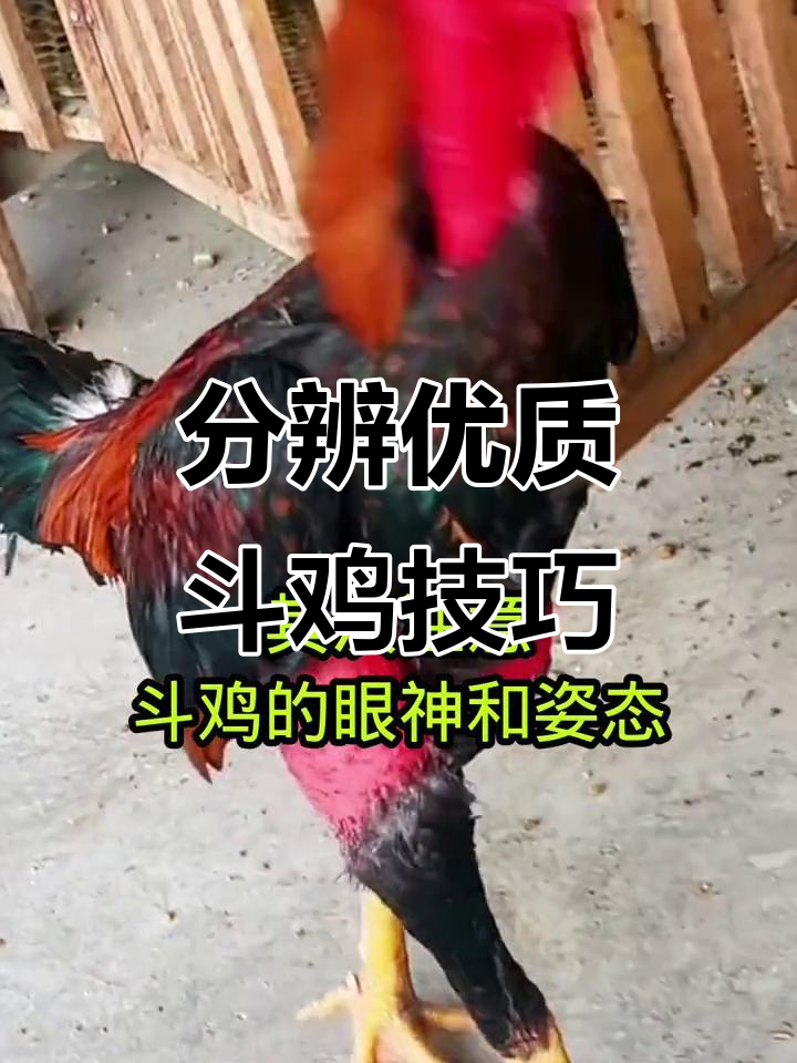 如何挑选一只好斗鸡?从外形到血统全解析