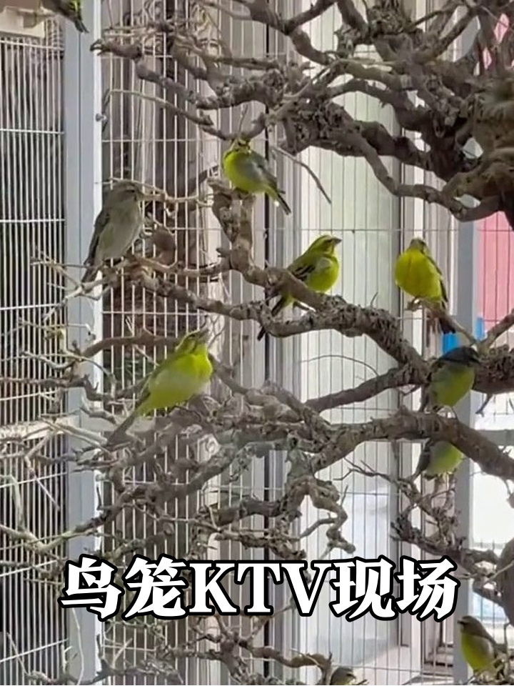 枯树变欢乐场!黄鸟飙歌灰鸟蹦迪,鸟笼里的野生KTV