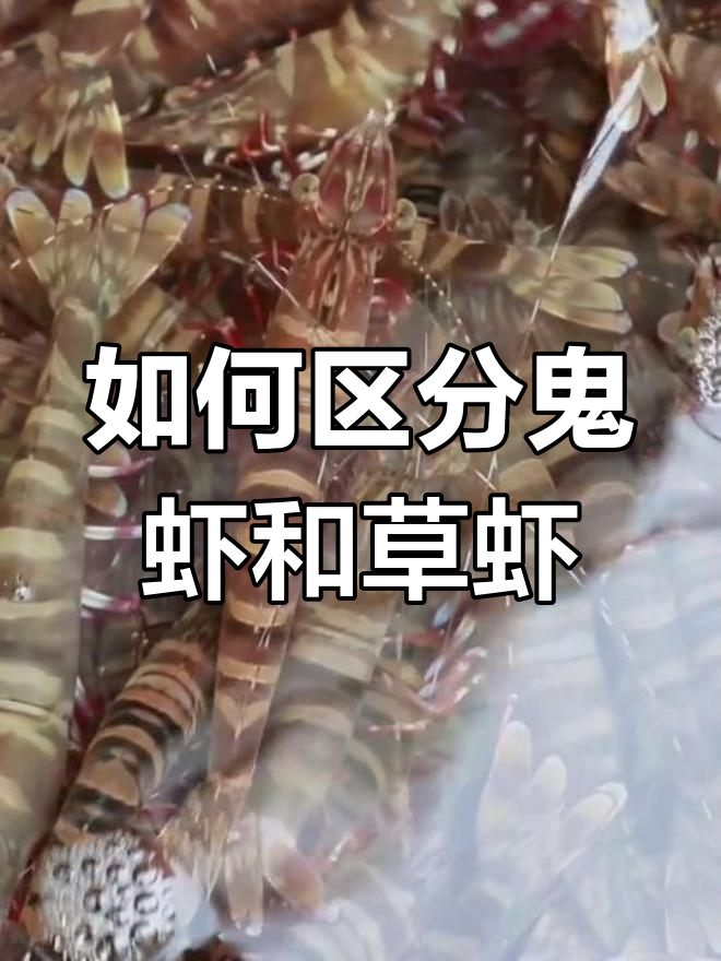 鬼虾与草虾的区别,天然养殖要分清
