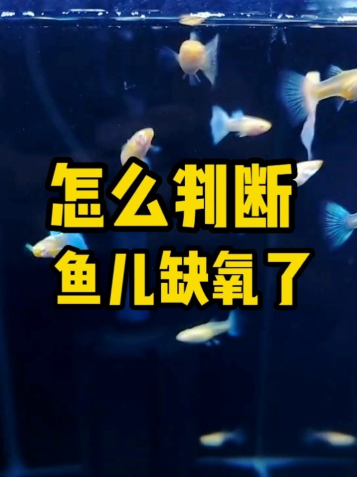 怎么判断鱼儿是否缺氧,原来这么简单