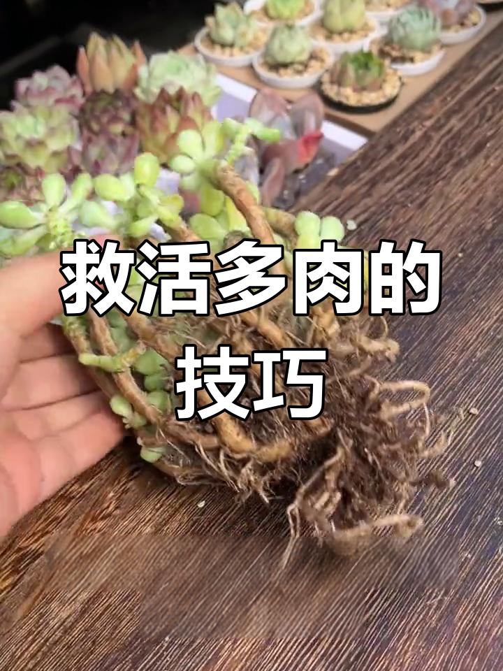 多肉植物化水怎么办?教你快速拯救方法
