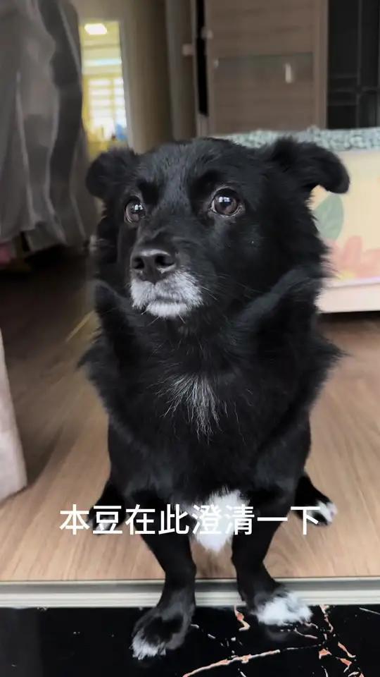 糖豆:妈,下次记得涨点报酬,录一条视频一个冻干,市场上没这价,下次要涨到一包鸡肝