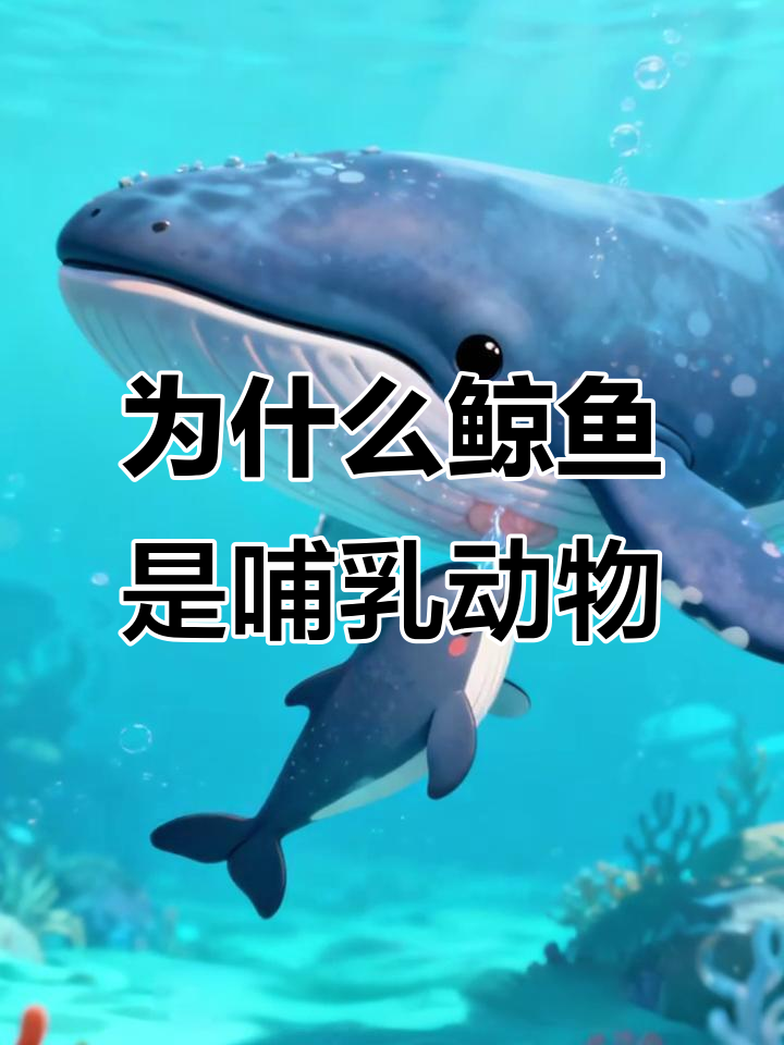 鲸鱼为何不是鱼类?揭秘哺乳动物的特征