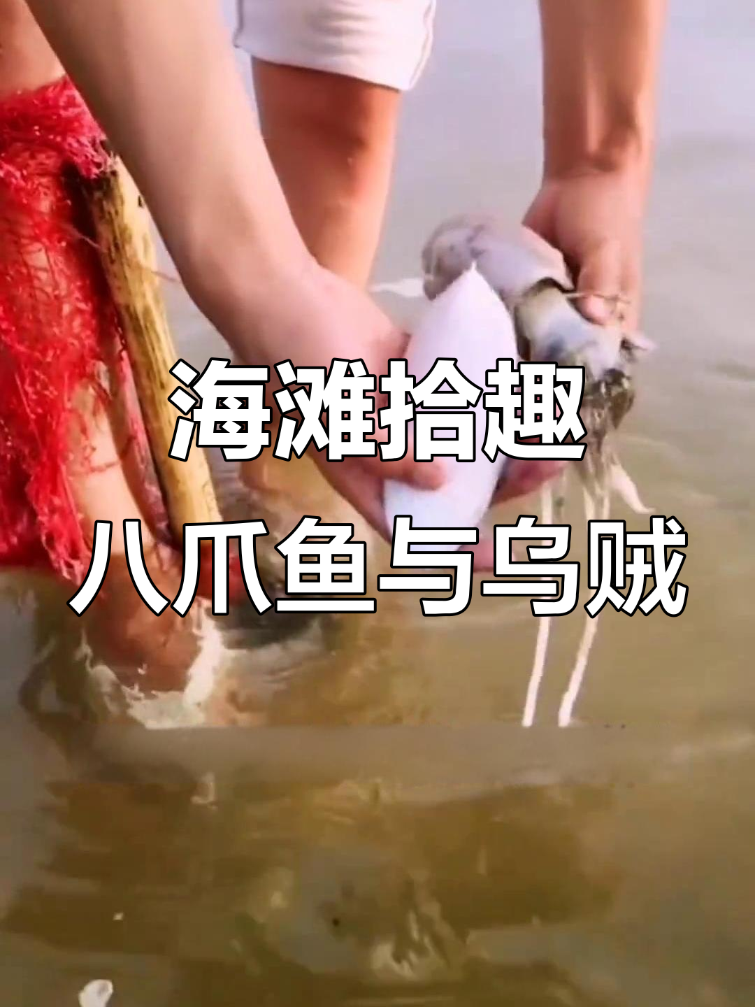 赶海捡八爪鱼,乌贼骨头竟能入药!
