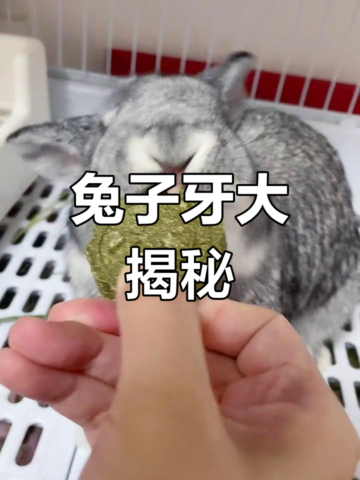 兔子的牙齿竟然长这样,太神奇了!