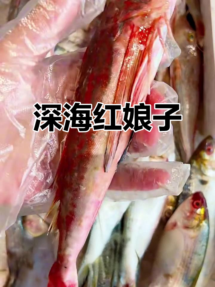 红娘子:深海美丽小海鲜,营养丰富又美味