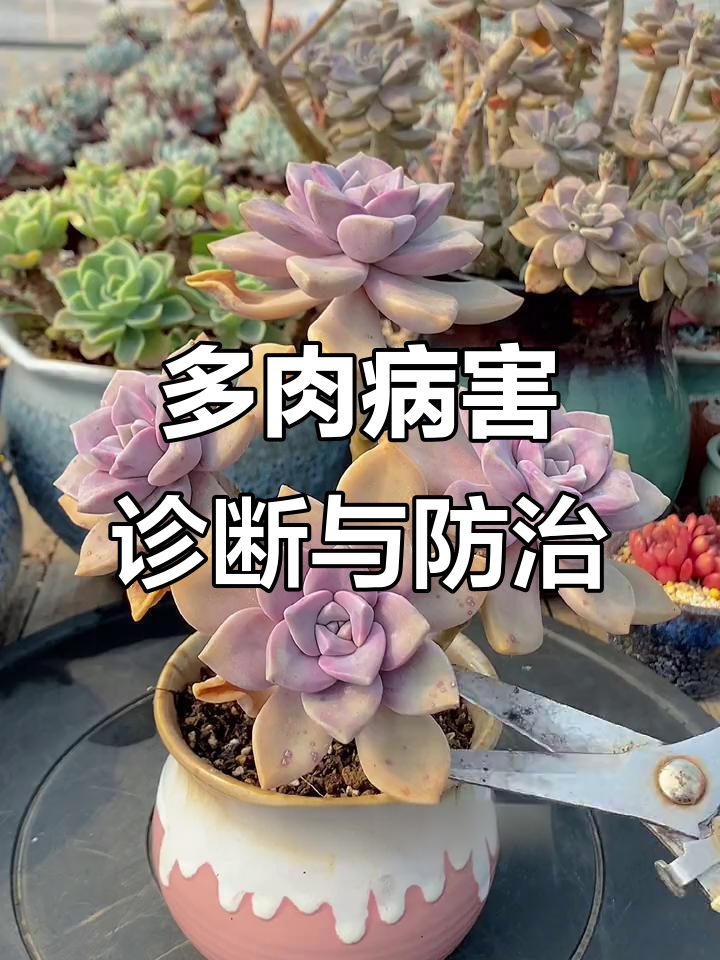 多肉植物常见病症识别与应对方法,轻松解决真菌感染