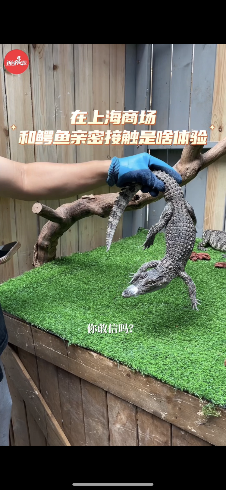 惊呆了!在上海商场和鳄鱼亲密接触是啥体验
