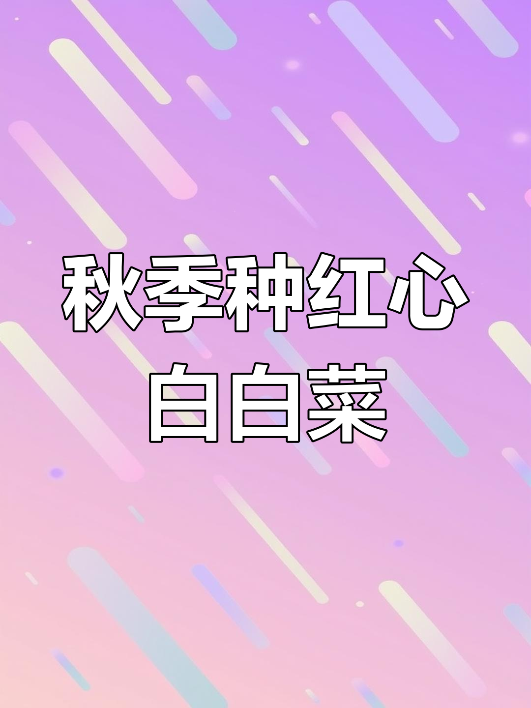 红心白白菜,营养丰富口感超好!秋天种植最合适