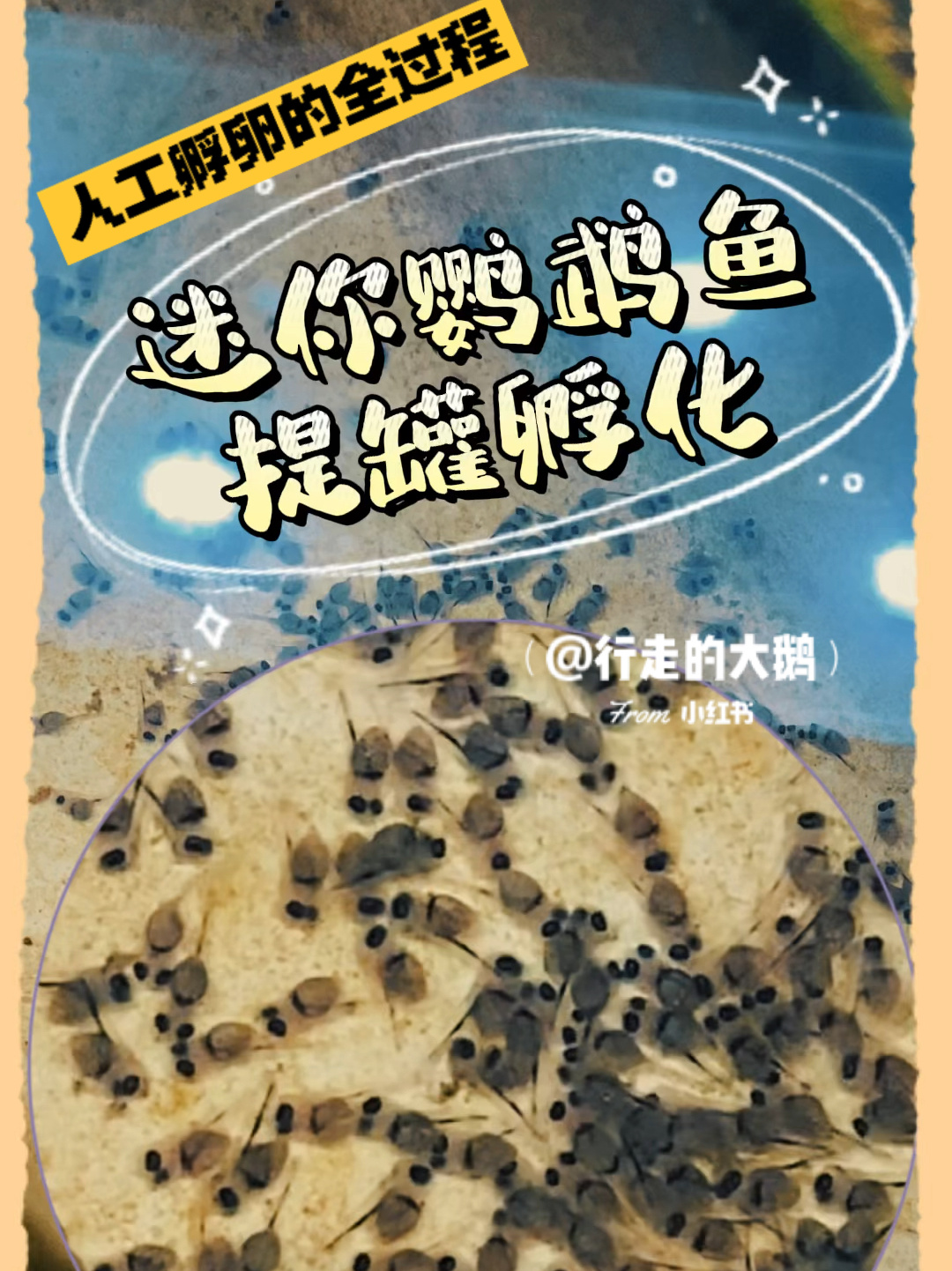 提罐人工孵化迷你鹦鹉鱼,day 1-7