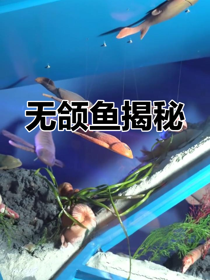 最早的鱼类竟然没有下巴!