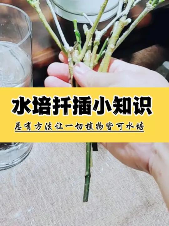 鸭掌木发财树枝条水培扦插方法,叶片扦插毫无意义不要徒劳。木本植物的水扦插就实实在在选择枝条