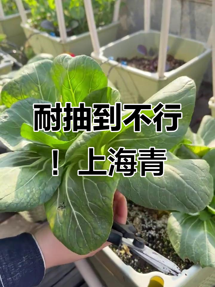 上海青超耐抽,三四个月种一盆,生菜木耳菜一起长