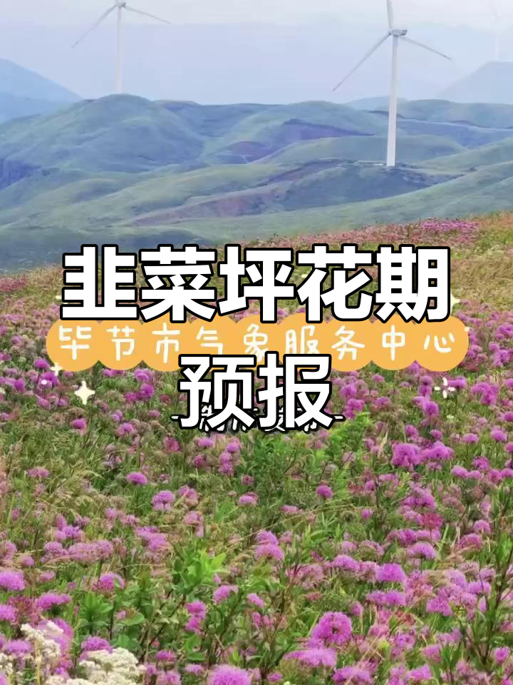 赫章韭菜坪花期预测,天气影响开花