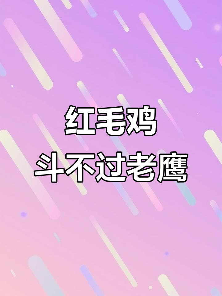 红毛鸡虽是猛禽,却难敌老鹰的强悍