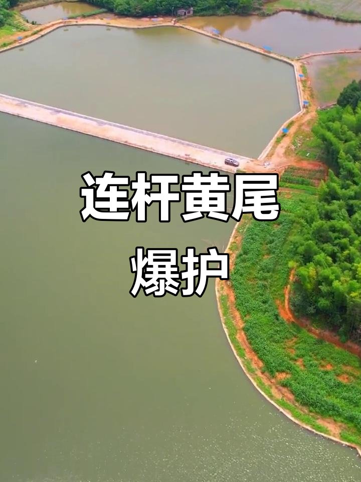 黄尾泛滥成灾,草鱼闹窝也能爆护!