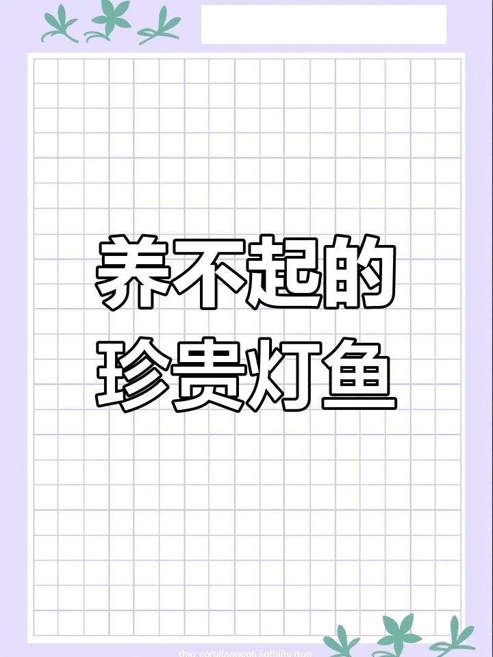 灯鱼之王与珍稀品种揭秘:电光毒药、黄金二线钢骨等