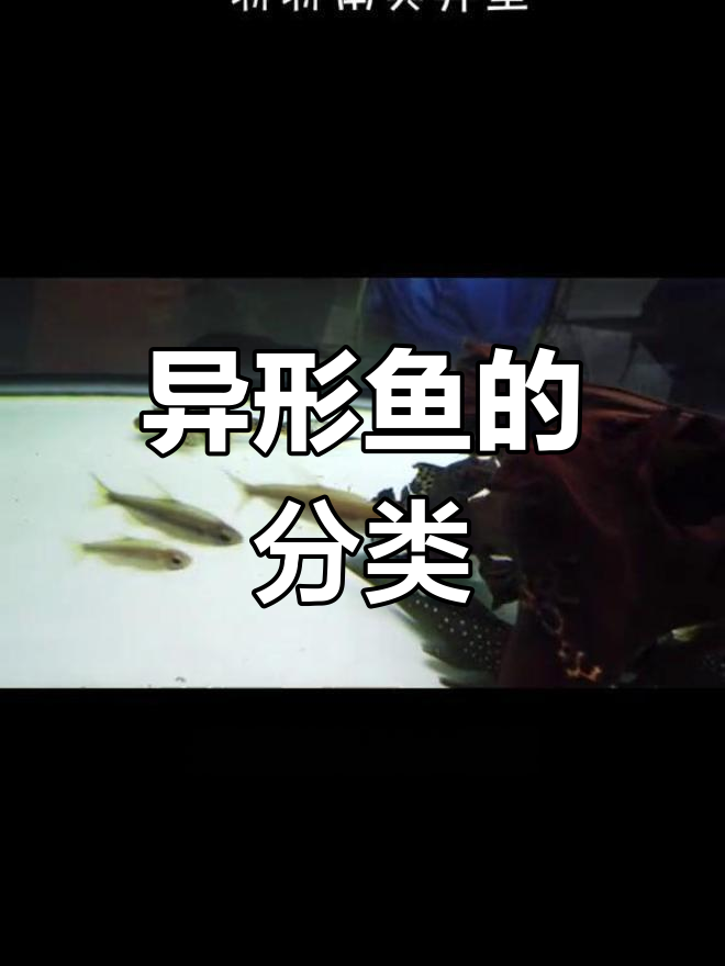南美异型鱼种类解析