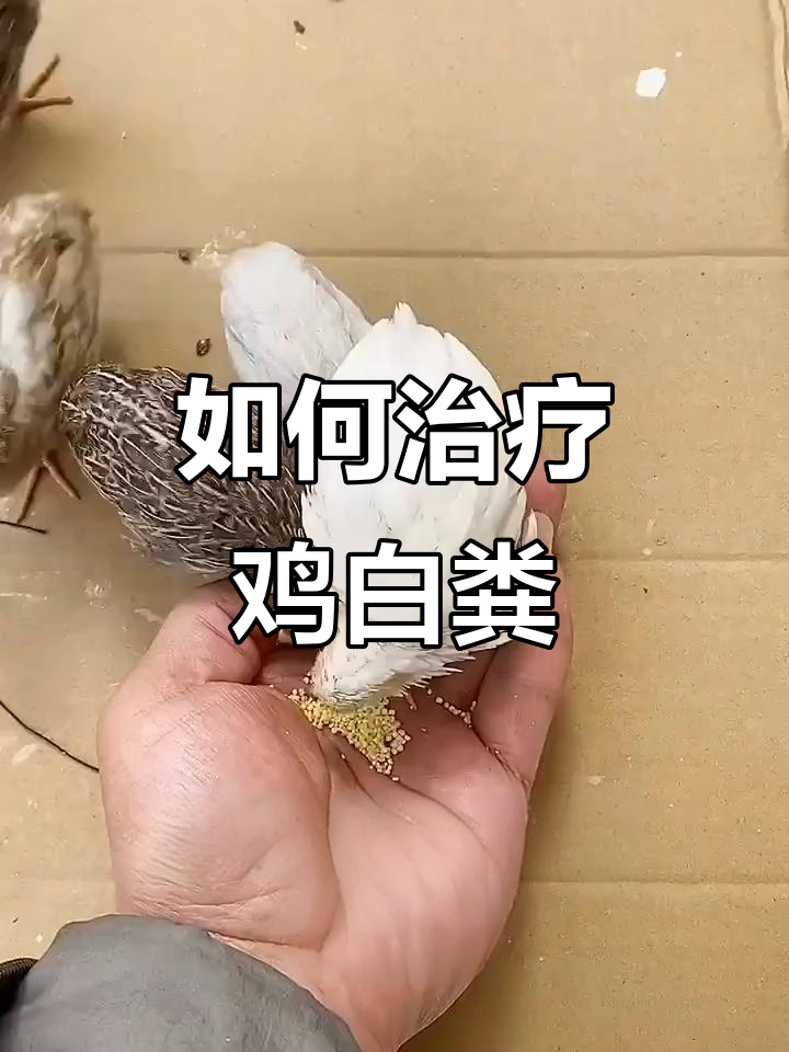 鸡拉白色粪便的原因及防治方法