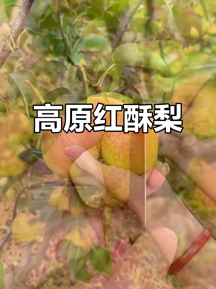 云南高原红酥梨,皮薄肉厚、口感细腻,九分甜一分酸