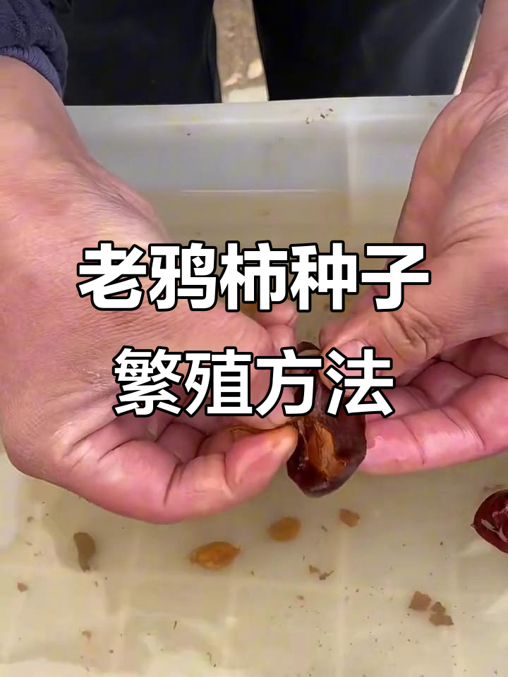 老鸭柿果实收集与种植技巧,轻松收获满满一盆小苗