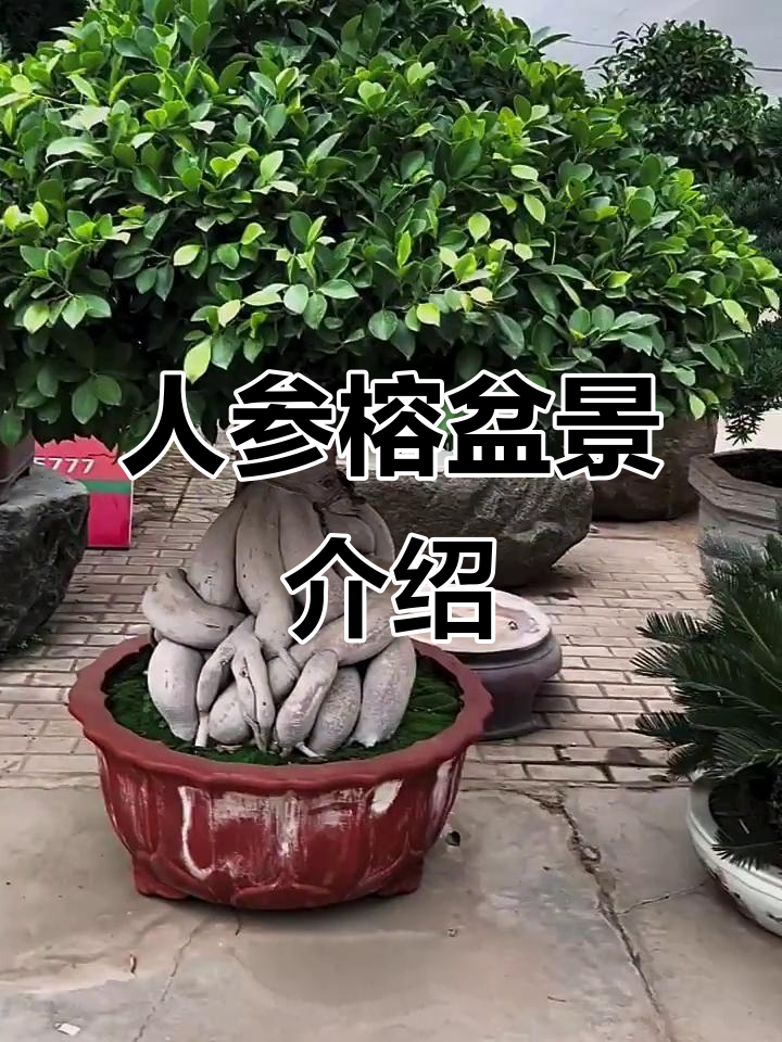 人参榕盆景的魅力与养护技巧