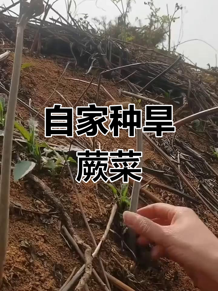 旱蕨菜种植技巧,轻松在家搞定山野美味