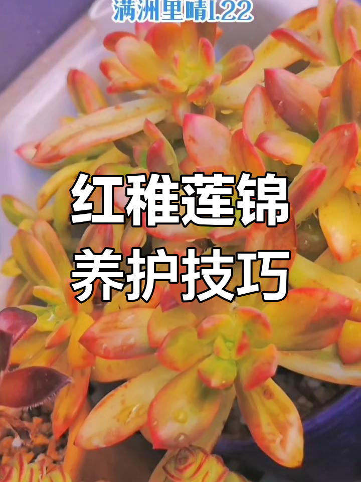 放假更忙,红稚莲锦多肉植物养护全攻略