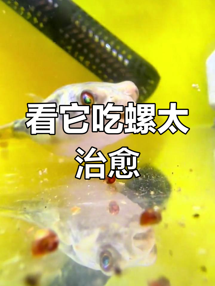 斑马狗头吃螺,超解压