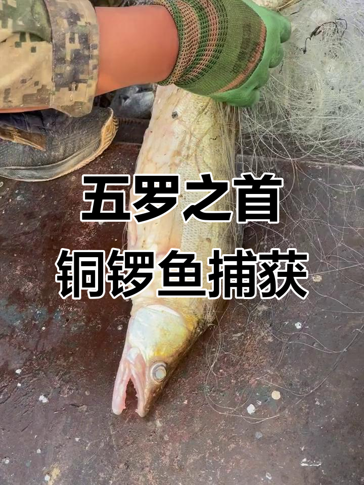 乌苏里江铜锣鱼捕捞实录,五罗之首的凶猛挑战
