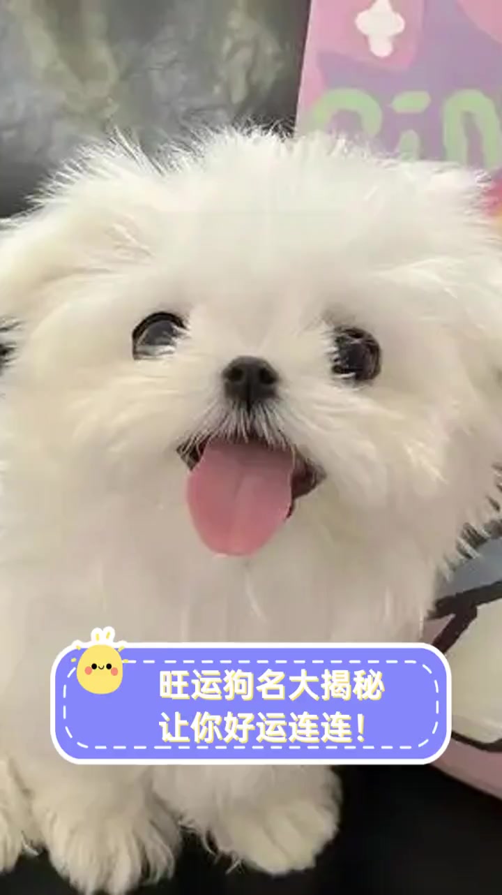 旺运狗名大揭秘,让你好运连连!