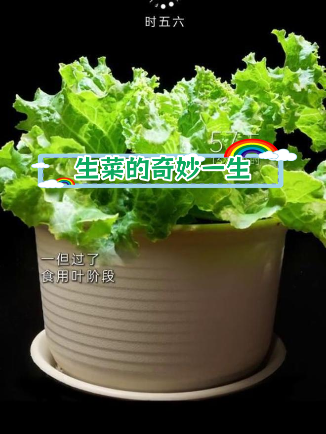 生菜开花全过程揭秘,135天记录生长奇迹