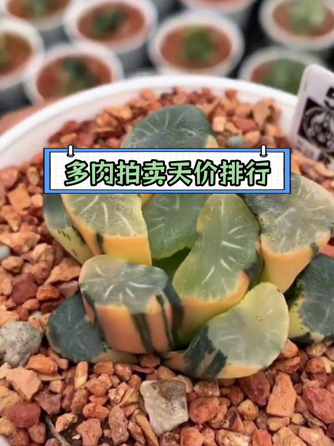 世界上最贵的多肉植物排行榜,第一名高达600万