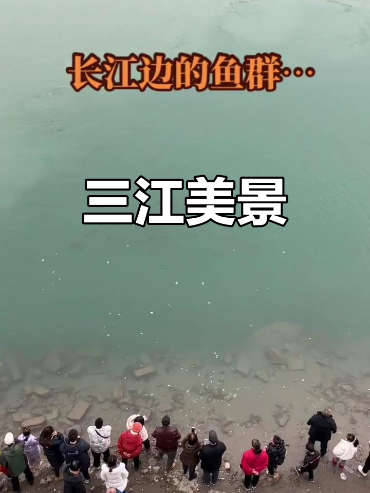宜宾三江交汇,水质清澈,鱼群游弋,景色如画