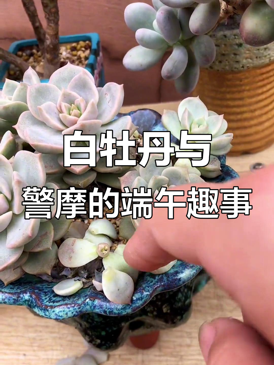 端午节快乐!白牡丹多肉带来好运,警用摩托也来了