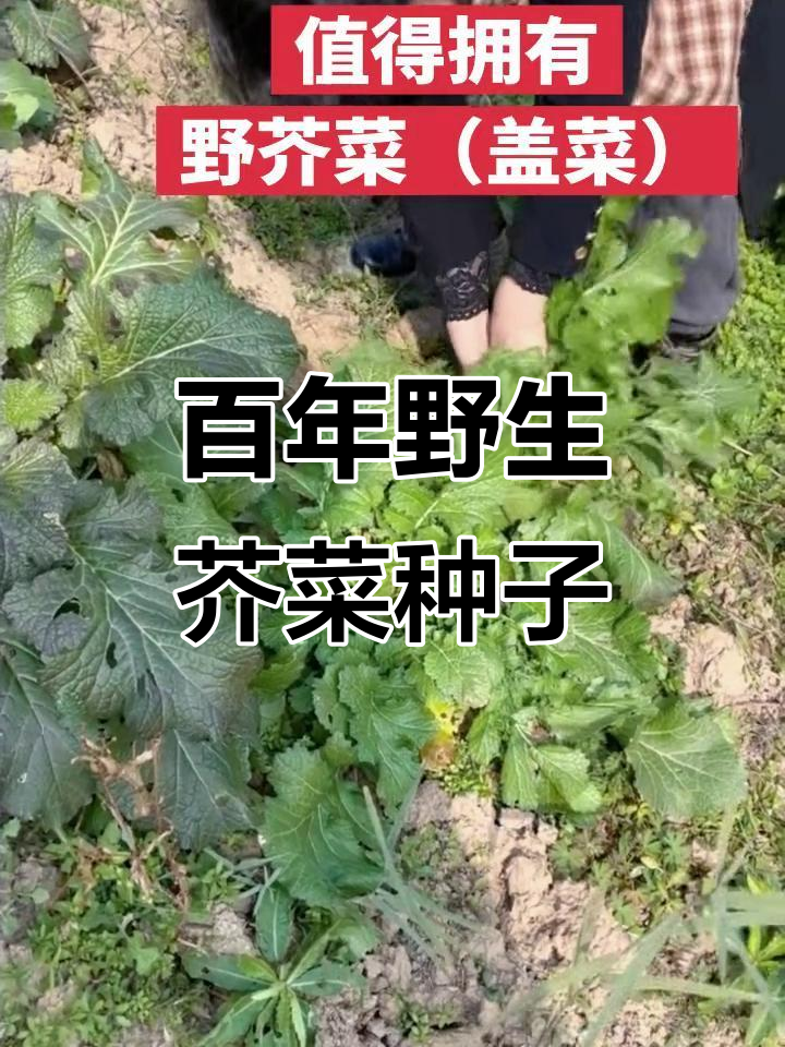 百年传承的野菜种子,盖菜的独特魅力