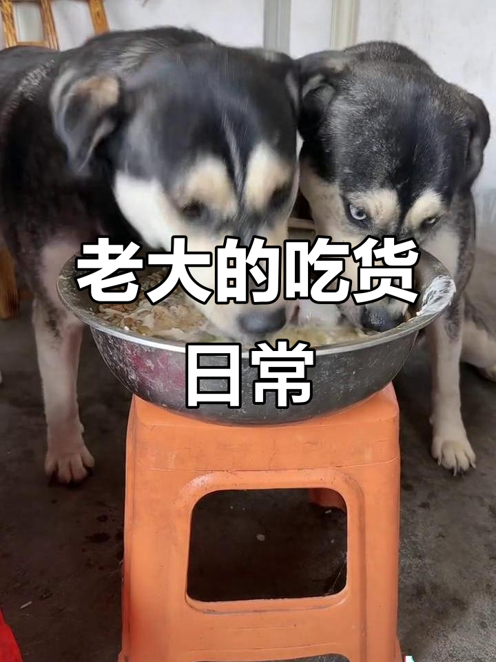 哈士奇偷吃三个蛋糕,太能吃了!