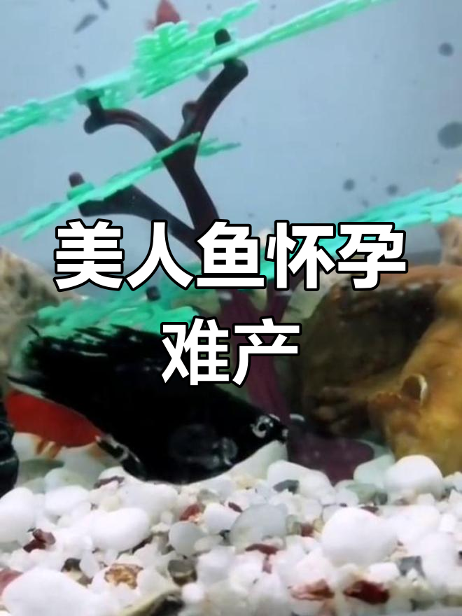 美人鱼遭遇难产危机