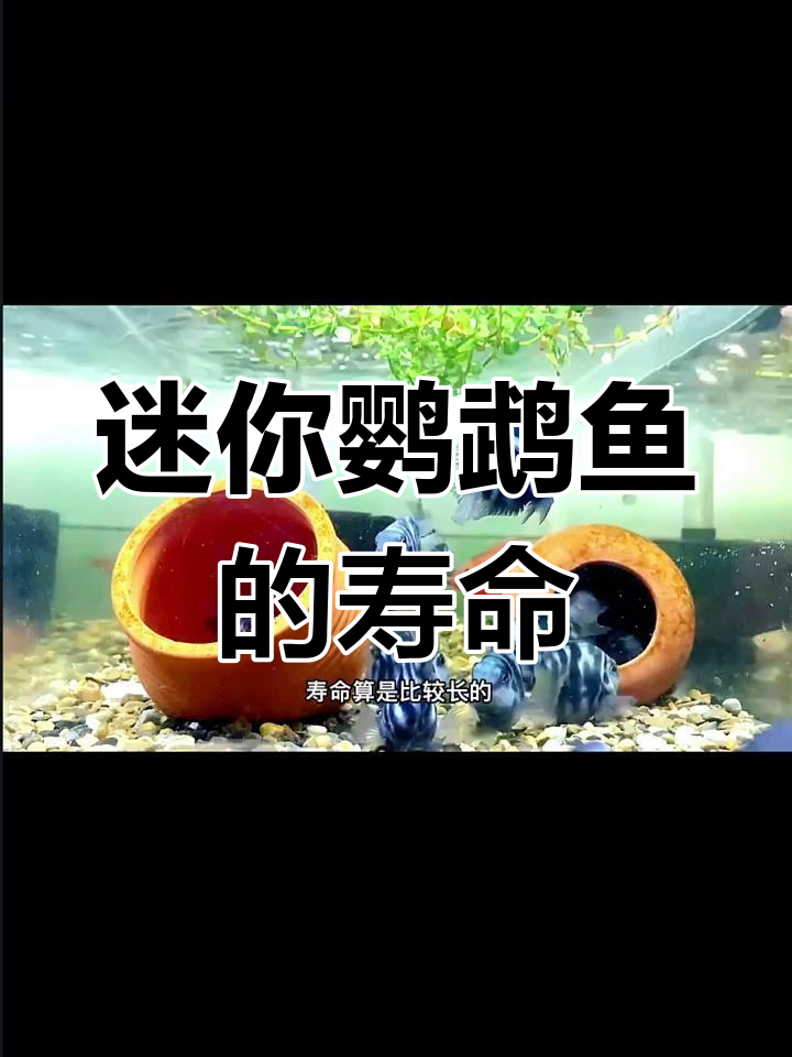 迷你鹦鹉鱼能活多久?寿命与饲养环境息息相关