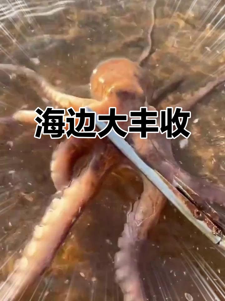 赶海抓八爪鱼、皮皮虾，意外发现紫色海星和奇特猪鼻子