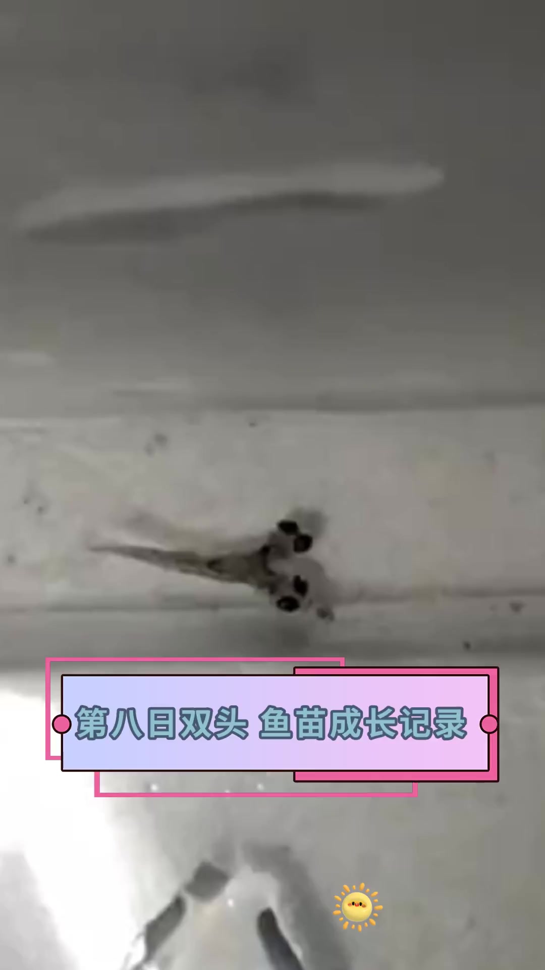 第八日双头 鱼苗成长记录